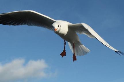 seagull.jpg