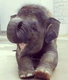 smiling-elephant