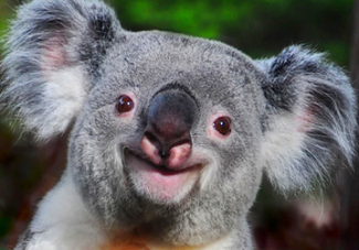 smiling-koala