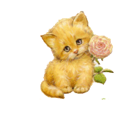 animated-cat-image-0252