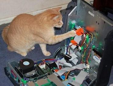 cute-cat-with-computer