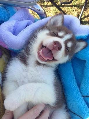 cute husky.jpg