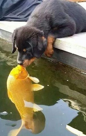 cute-rottie-kissing-fish