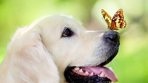 dog-and-butterfly