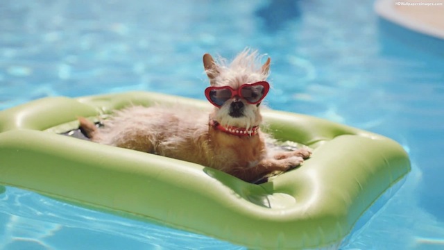 dog-in-swimming-pool