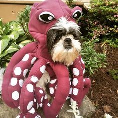 octopus-doggie