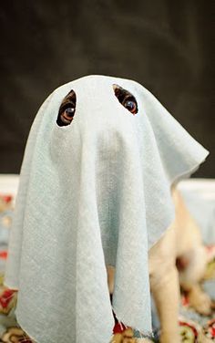 pug-in-ghost-costume