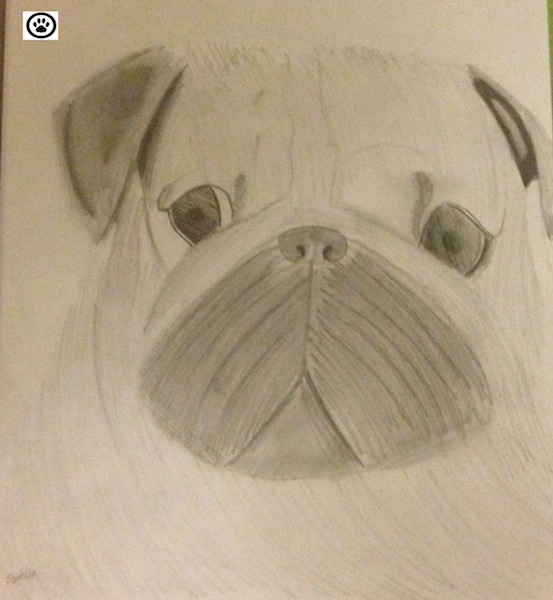 pug-portrait