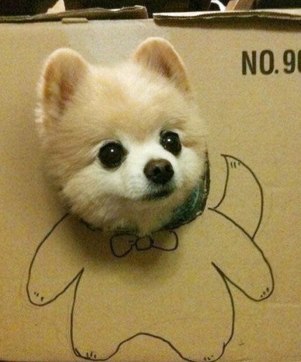 cute-dog-in-box