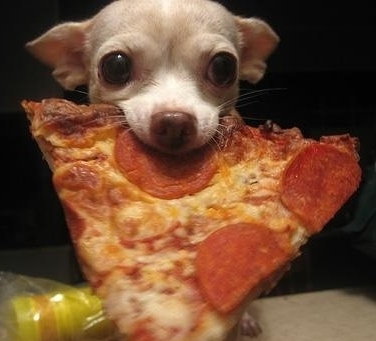 cute-dog-with-pizza