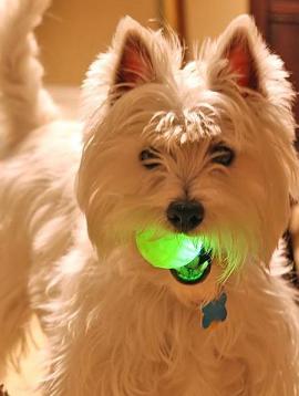 dog-with-glow-ball