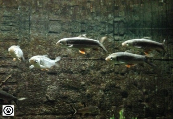 fishes-in-an-aquarium-2