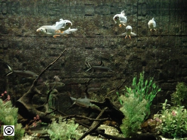 fishes-in-an-aquarium-3