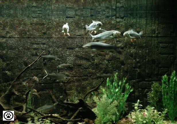 fishes-in-an-aquarium