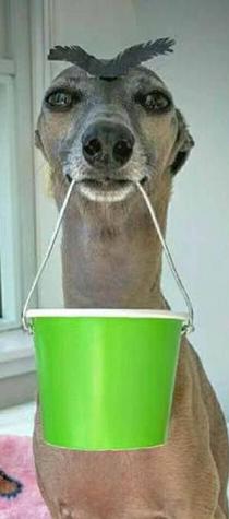 funny-dog-with-bucket