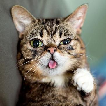 lil-bub