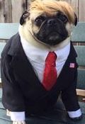pug-trump