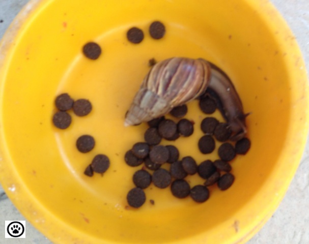 snail-eating-dog-food