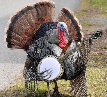turkey-playing-banjo