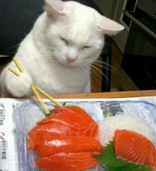 cat-eating-sushi