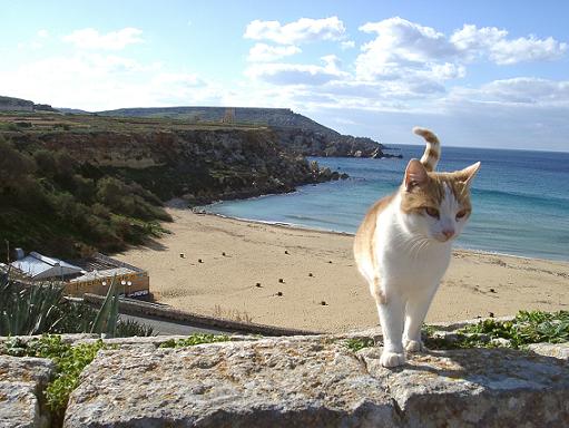 cat-on-vacation