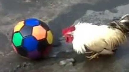 chicken-and-ball