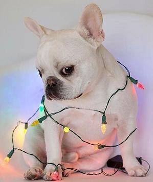 cute-bulldog-with-lights