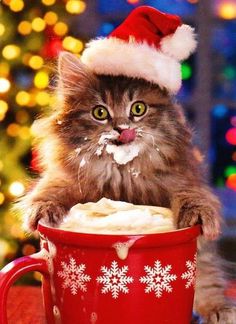 cute-kitty-with-hot-choc