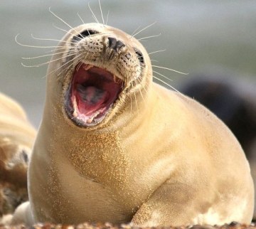 cute-seal-3