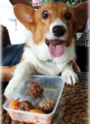 dog-with-meat-balls