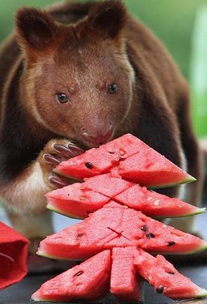 funny-animal-loves-watermelon