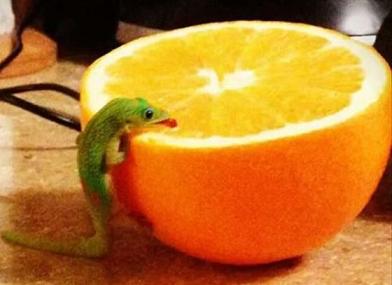 funny-lizard-loves-orange