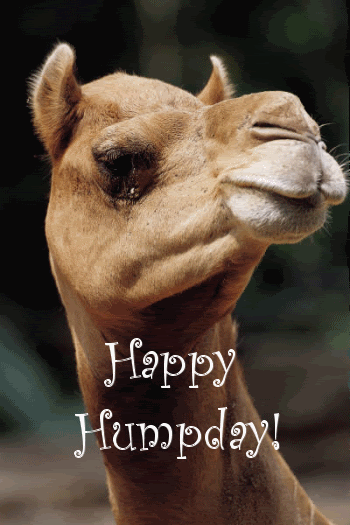 232441-animated-happy-hump-day-camel-wednesday-quote