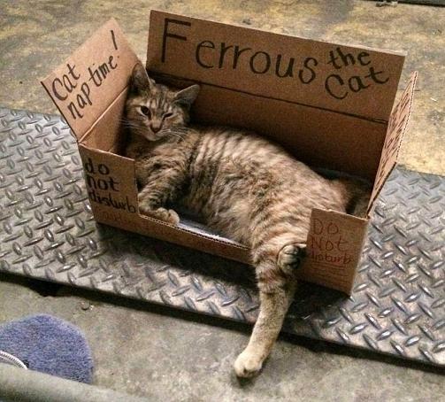 cat in a box.jpg