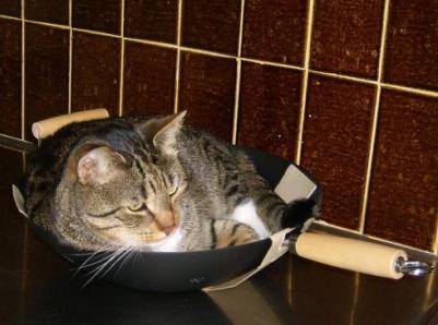 cat-in-wok-2