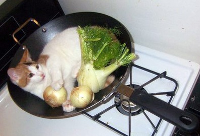 cat-in-wok-3