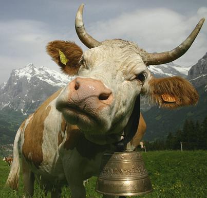 cow-with-bell