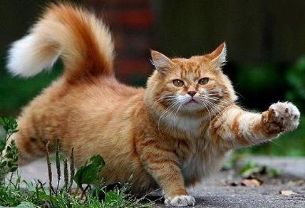 cute-cat-reaching-out