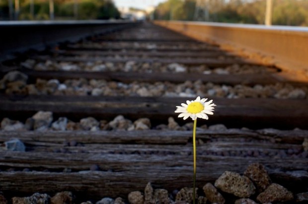 daisy on traintracks.jpg