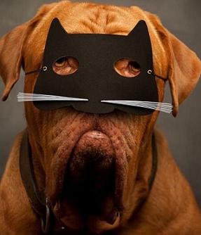 dog-with-mask-7