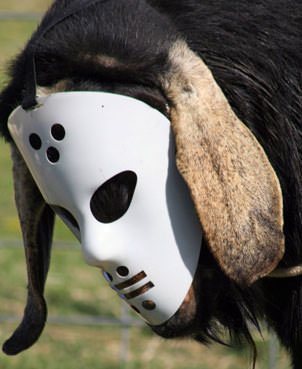 goat with mask-8.jpg