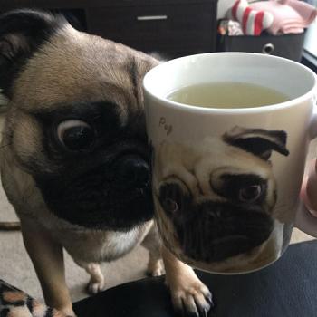 pug-mug-6