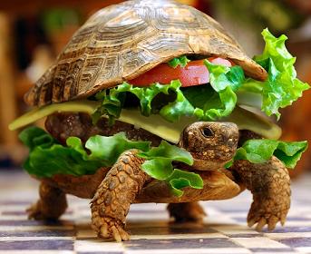 turtle-sandwich