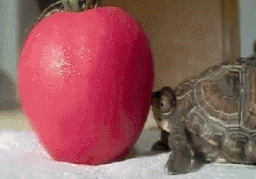 apple-and-turtle