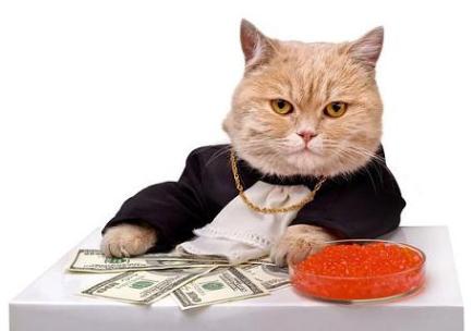banker cat.JPG