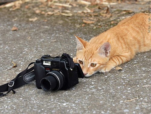 cat-and-camera