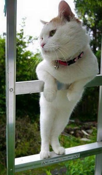 cute-cat-on-ladder-2