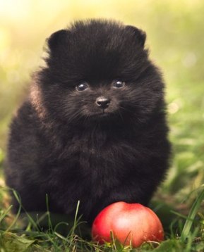 dog-and-apple