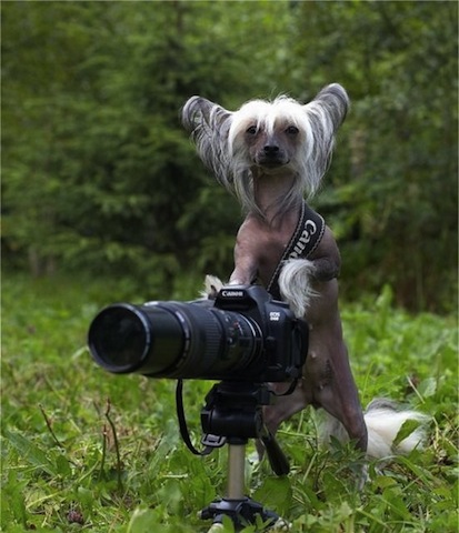 dog-and-camera