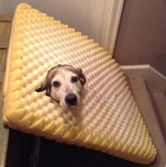 dog and mattress.jpg